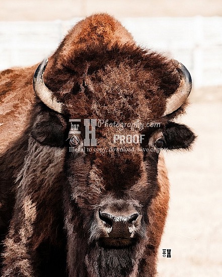 BUFFALO