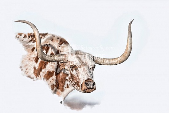LONGHORNS