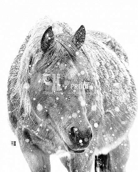 HORSES
