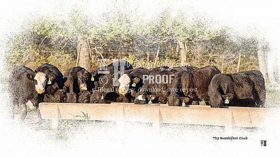 CATTLE